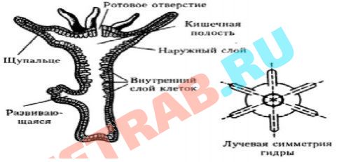 Как выглядит сайт блэкспрут